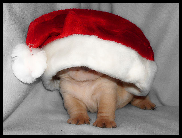 Photography by Manatee for DesignCrowd (Community Contests) | Design #8957075