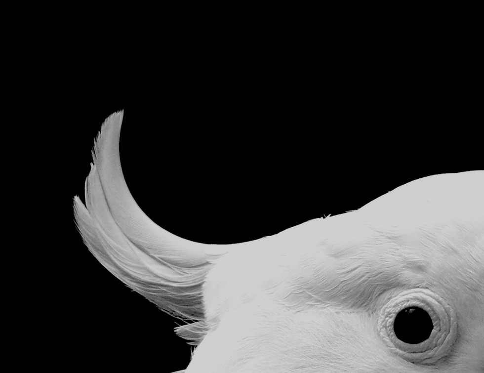 Fotografía por VICOZ1 para DesignCrowd (Community Contests) | Diseño #8956828