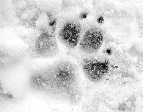 Fotografía por MissMea para DesignCrowd (Community Contests) | Diseño #8956812