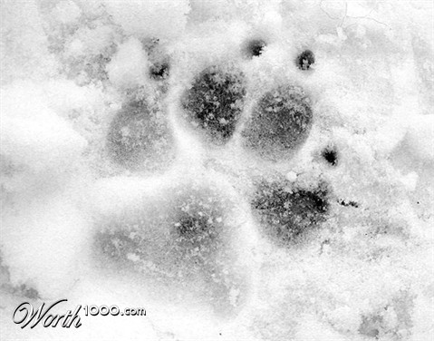 Photography by MissMea