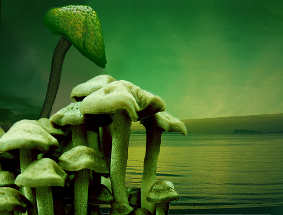 Diseño de Photoshop por xamier para DesignCrowd (Community Contests) | Diseño #8957561