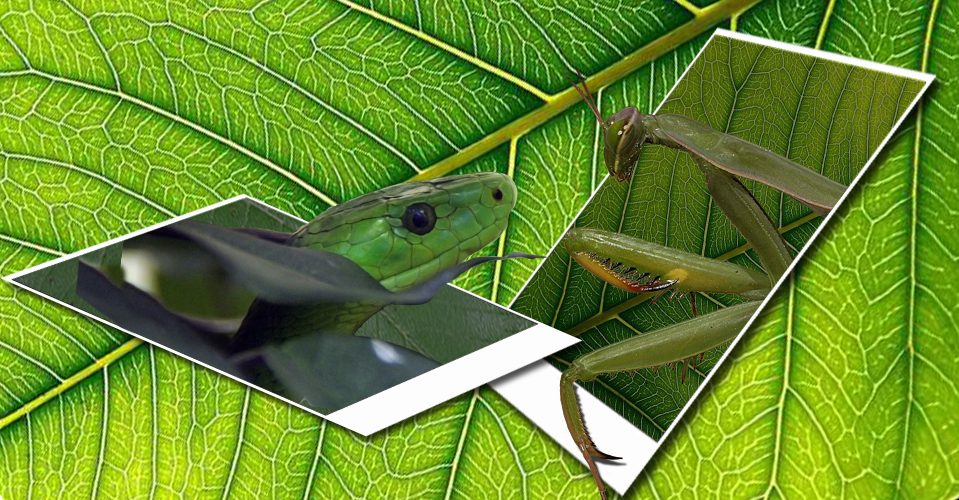 Photoshop Design by Arathorn for DesignCrowd (Community Contests) | Design #8957506