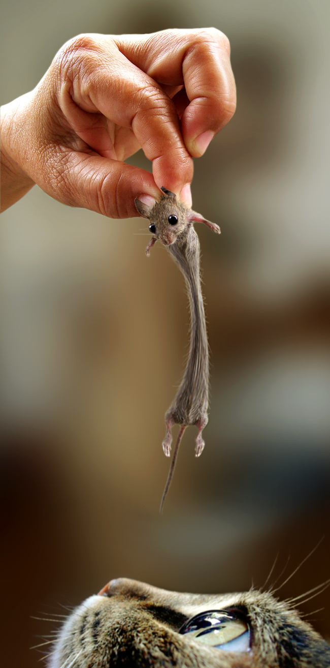 Photoshop Design by ThreeProngs for DesignCrowd (Community Contests) | Design #8956495