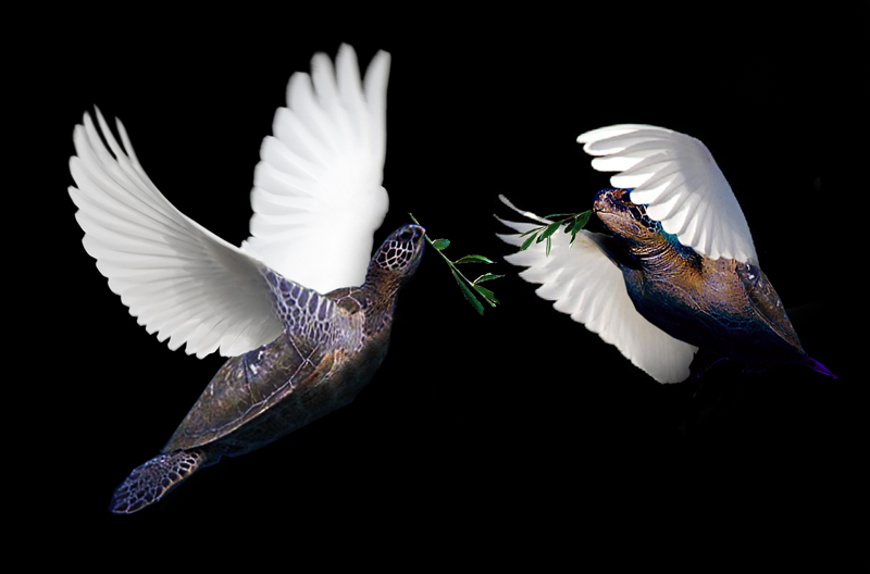 Photoshop Design by PeterAAAWelch for DesignCrowd (Community Contests) | Design #8951281
