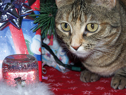 Photography by GenaAllen for DesignCrowd (Community Contests) | Design #8957080