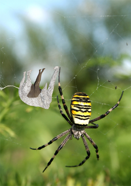 Photoshop Design by mimorag for DesignCrowd (Community Contests) | Design #8949505