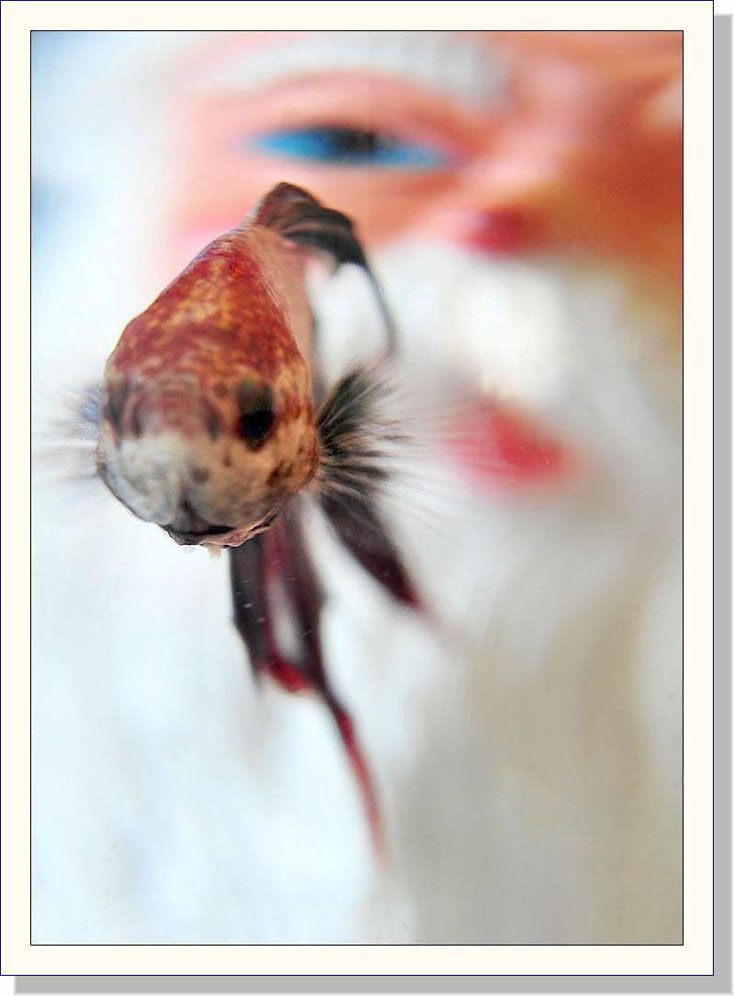 Photographie par Isabella2006 pour DesignCrowd (Community Contests) | Design #8957085