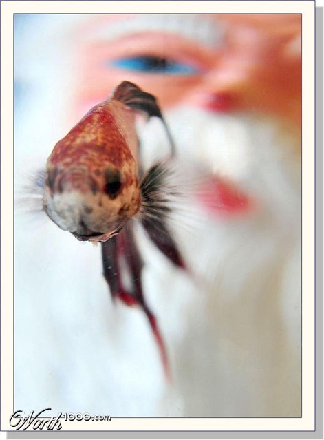 Photography by Isabella2006