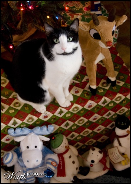 Photography by Rhiannonsmommy