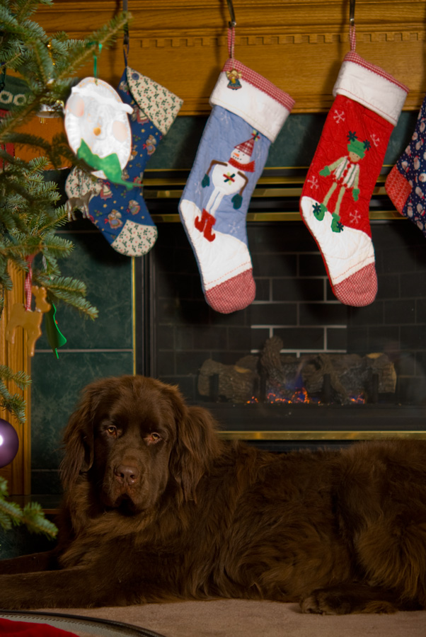 Photographie par Snakeyesman pour DesignCrowd (Community Contests) | Design #8957139