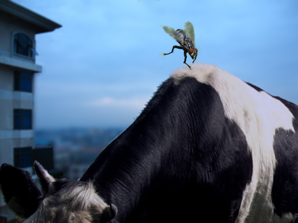 Diseño de Photoshop por timboi para DesignCrowd (Community Contests) | Diseño #8949578