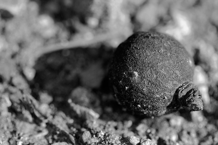 Fotografie von Qofcheez für DesignCrowd (Community Contests) | Design #8956958