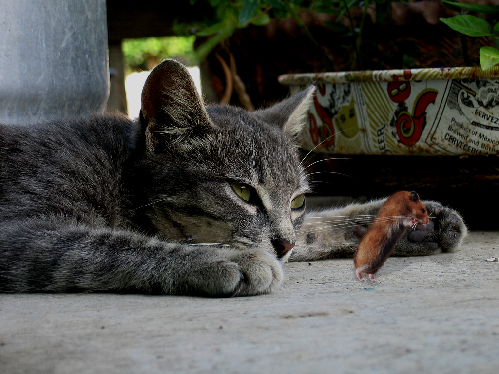 Design Photoshop par riddle pour DesignCrowd (Community Contests) | Design #8949615