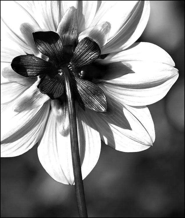 Photography by corgijump for DesignCrowd (Community Contests) | Design #8955990