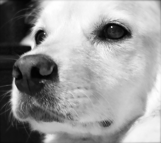 Photography by xxcrazydiamondx for DesignCrowd (Community Contests) | Design #8957003