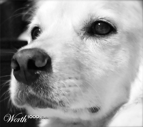 Photography by xxcrazydiamondx