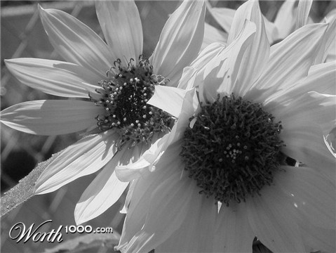 Photography by bestpicturesever