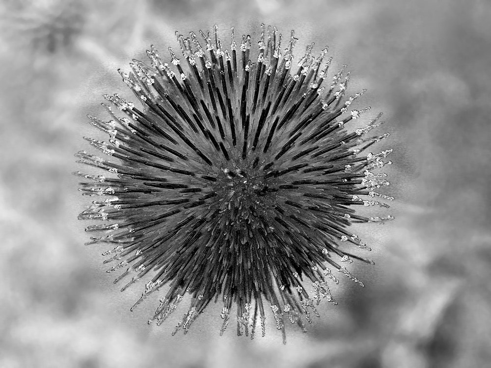 Fotografie von shanethemainman für DesignCrowd (Community Contests) | Design #8956022