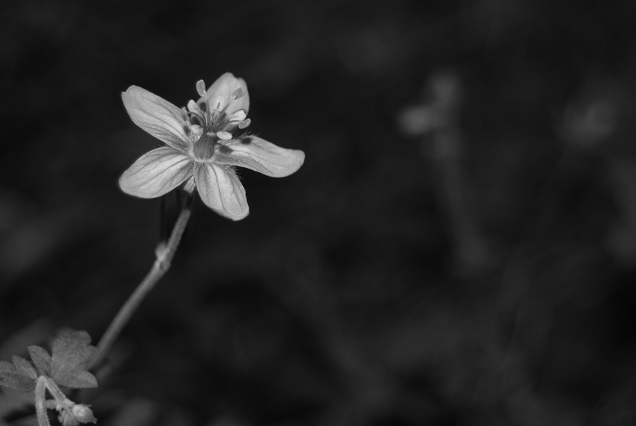 Fotografía por jodel9 para DesignCrowd (Community Contests) | Diseño #8956011
