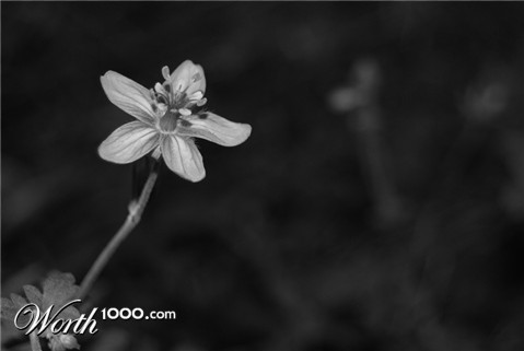 Photography by jodel9