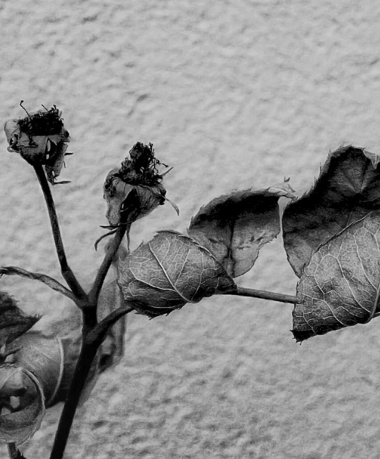 Photography by Funkiote for DesignCrowd (Community Contests) | Design #8956019