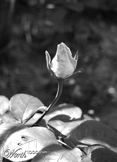 Photography by Amilia