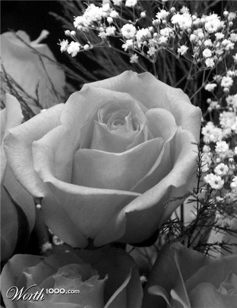 Photography by mindy3051