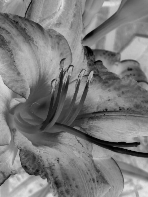 Fotografía por keri0105 para DesignCrowd (Community Contests) | Diseño #8956058