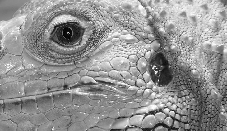 Photographie par AeroIguana pour DesignCrowd (Community Contests) | Design #8957024