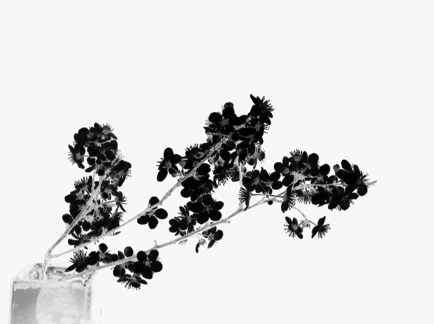 Photography by blackeyedgirl for DesignCrowd (Community Contests) | Design #8956081