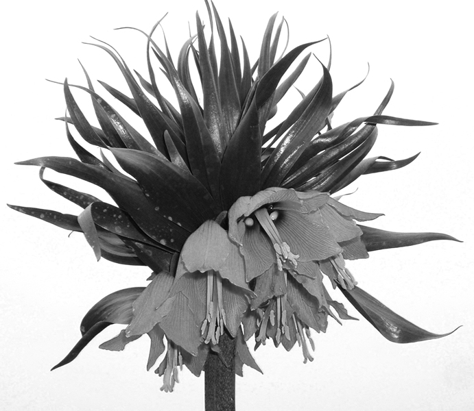 Photography by mangoslushy for DesignCrowd (Community Contests) | Design #8956037