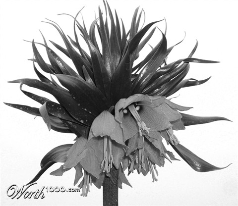 Photography by mangoslushy