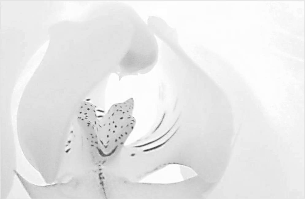 Photography by Berilu for DesignCrowd (Community Contests) | Design #8956047