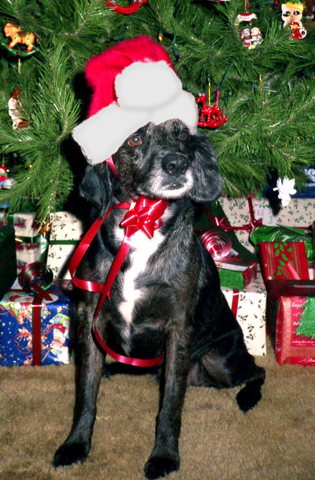 Fotografie von tigercrosse für DesignCrowd (Community Contests) | Design #8957115