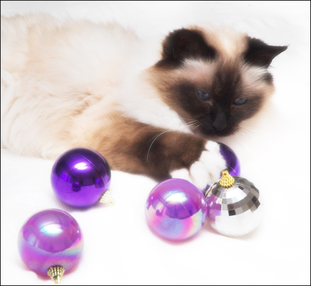 Fotografía por kimbomac para DesignCrowd (Community Contests) | Diseño #8957120