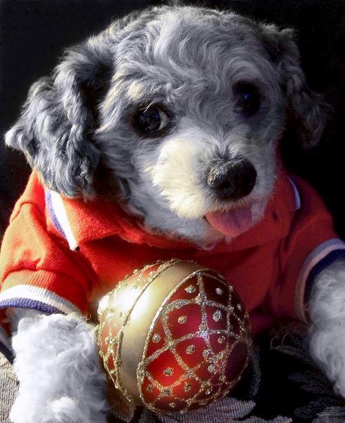 Photography by JoneSyMouSeY for DesignCrowd (Community Contests) | Design #8957149