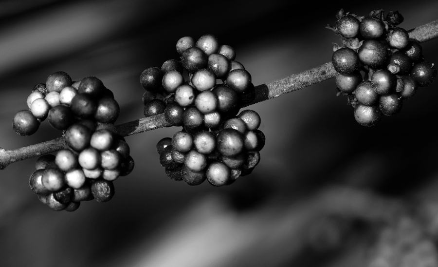 Photography by gguggino1 for DesignCrowd (Community Contests) | Design #8957070
