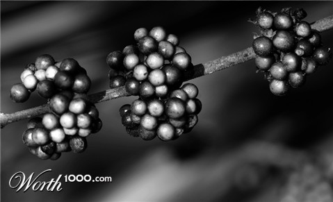 Photography by gguggino1