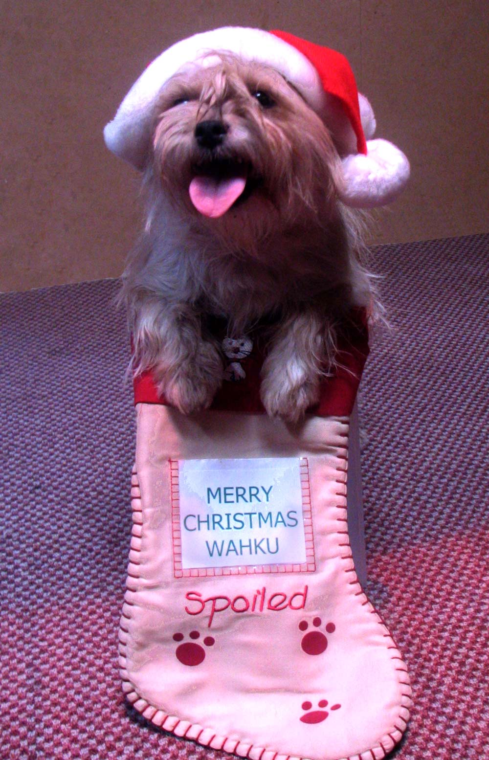 Fotografie von ICEBUNNY für DesignCrowd (Community Contests) | Design #8957145