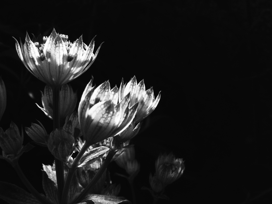 Fotografie von fujiellena für DesignCrowd (Community Contests) | Design #8956067