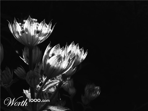 Photography by fujiellena