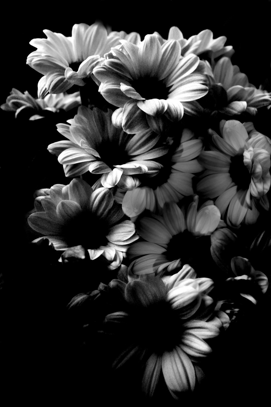 Photography by NikiLawrence for DesignCrowd (Community Contests) | Design #8956088