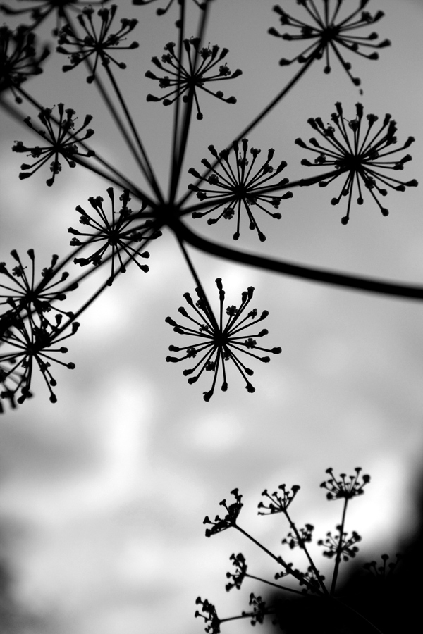 Photographie par Nomnom pour DesignCrowd (Community Contests) | Design #8956164
