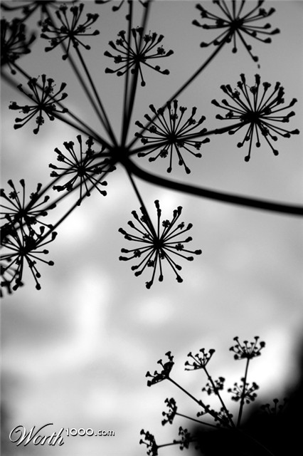 Photography by Nomnom