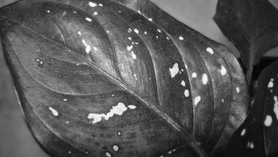 Fotografía por WorthyNick para DesignCrowd (Community Contests) | Diseño #8956156