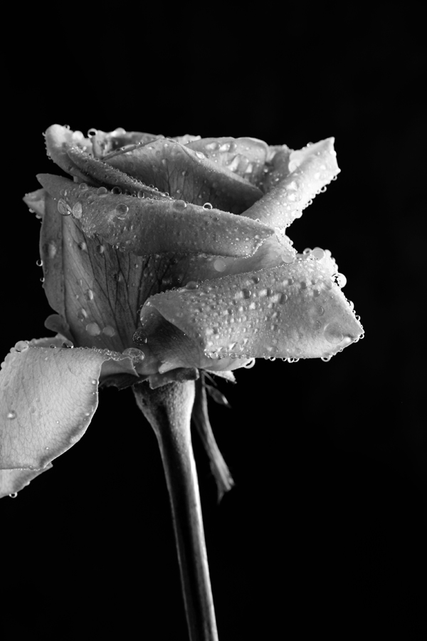 Fotografie von Qofcheez für DesignCrowd (Community Contests) | Design #8956146