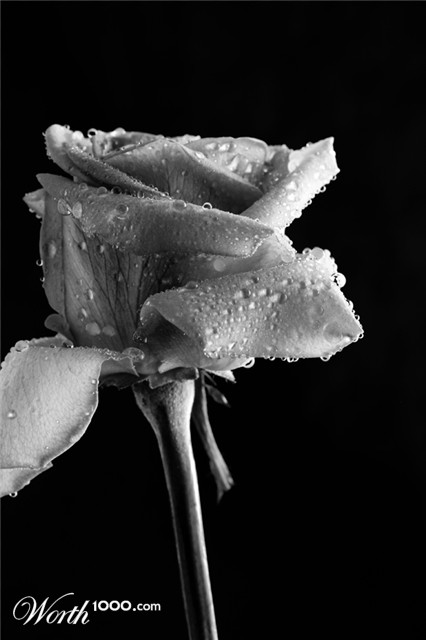 Photography by Qofcheez