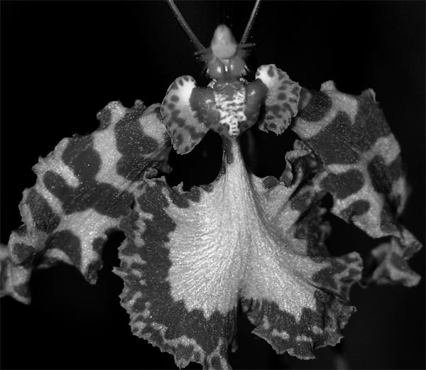 Photography by margold for DesignCrowd (Community Contests) | Design #8956175