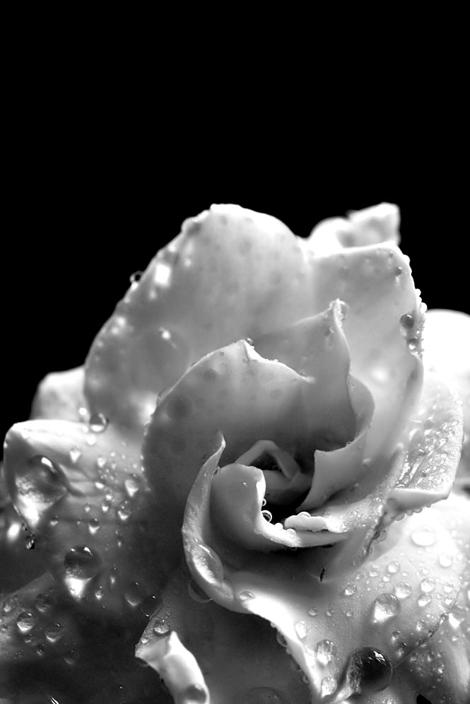 Photographie par Isabella2006 pour DesignCrowd (Community Contests) | Design #8956113