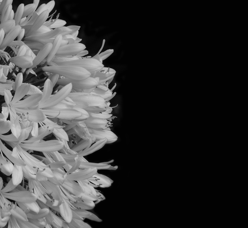 Fotografía por VikiBond para DesignCrowd (Community Contests) | Diseño #8956119